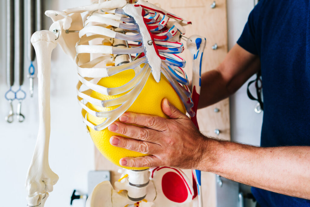 Teacher Training Mat Course – Anatomy
